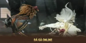 Bí Quyết Cách Chơi Đá Gà GA28 Tại MU88 Thắng To